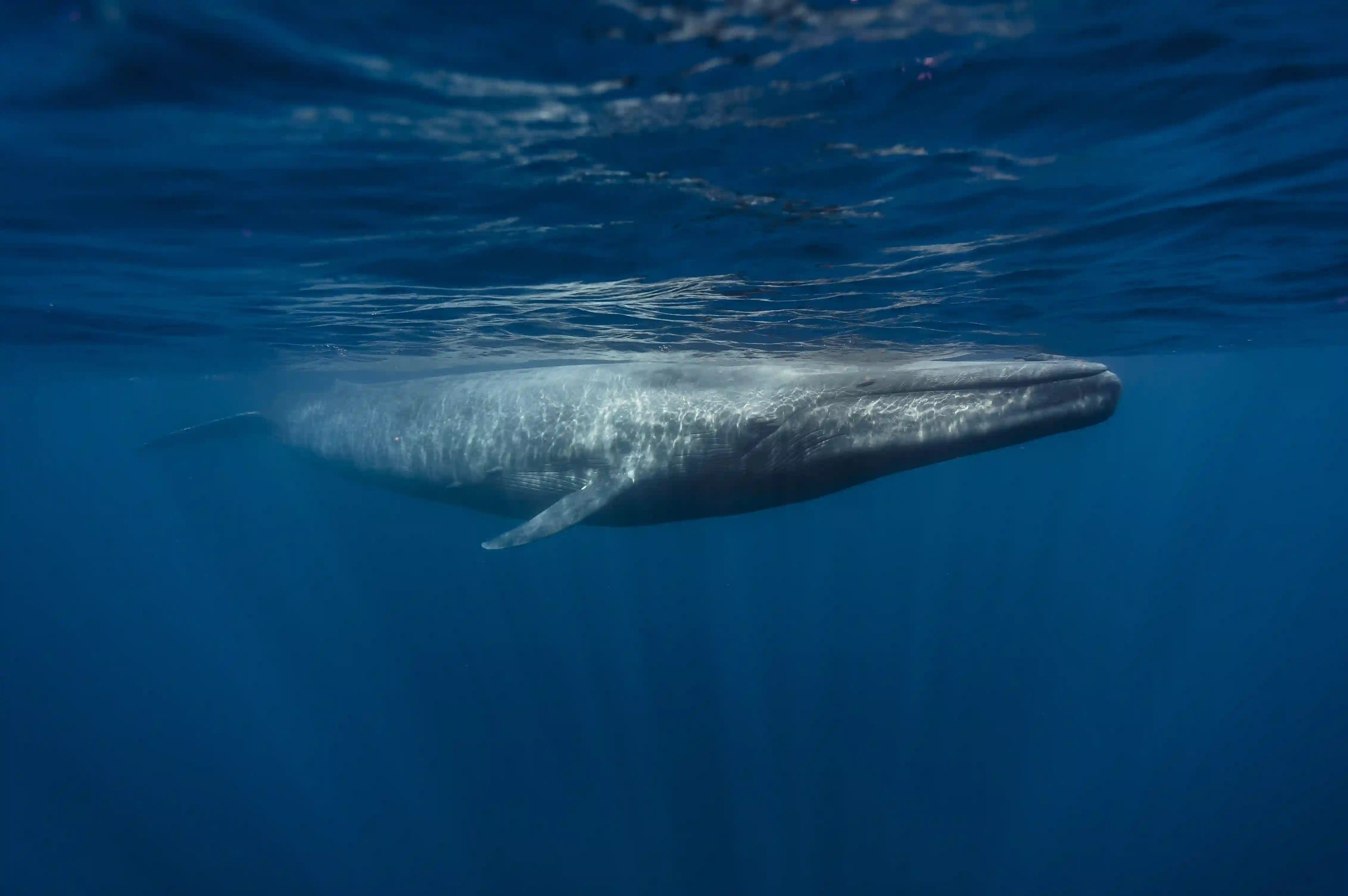 Whale in Mirissa