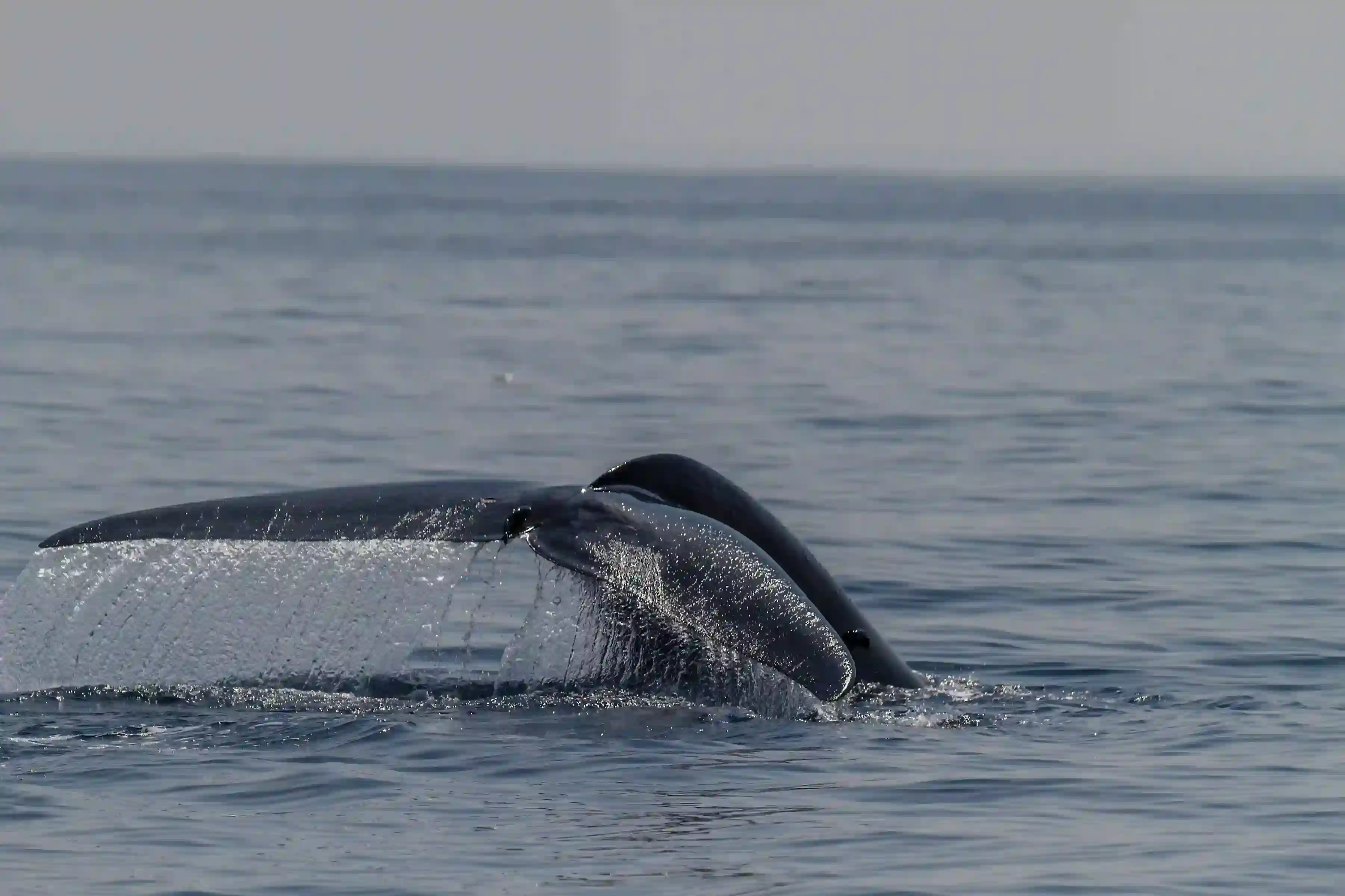 Baleine à Mirissa