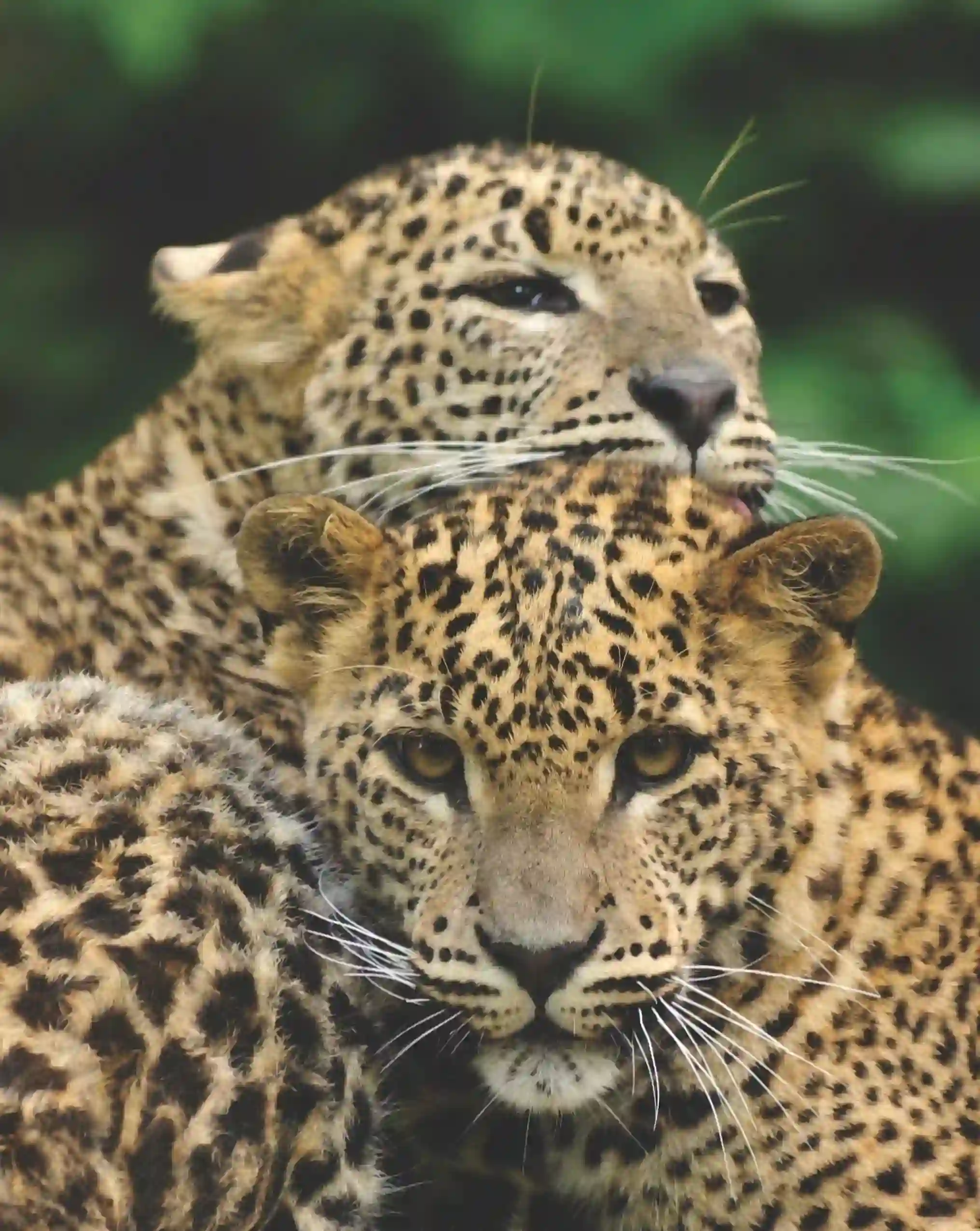 Safari à Yala