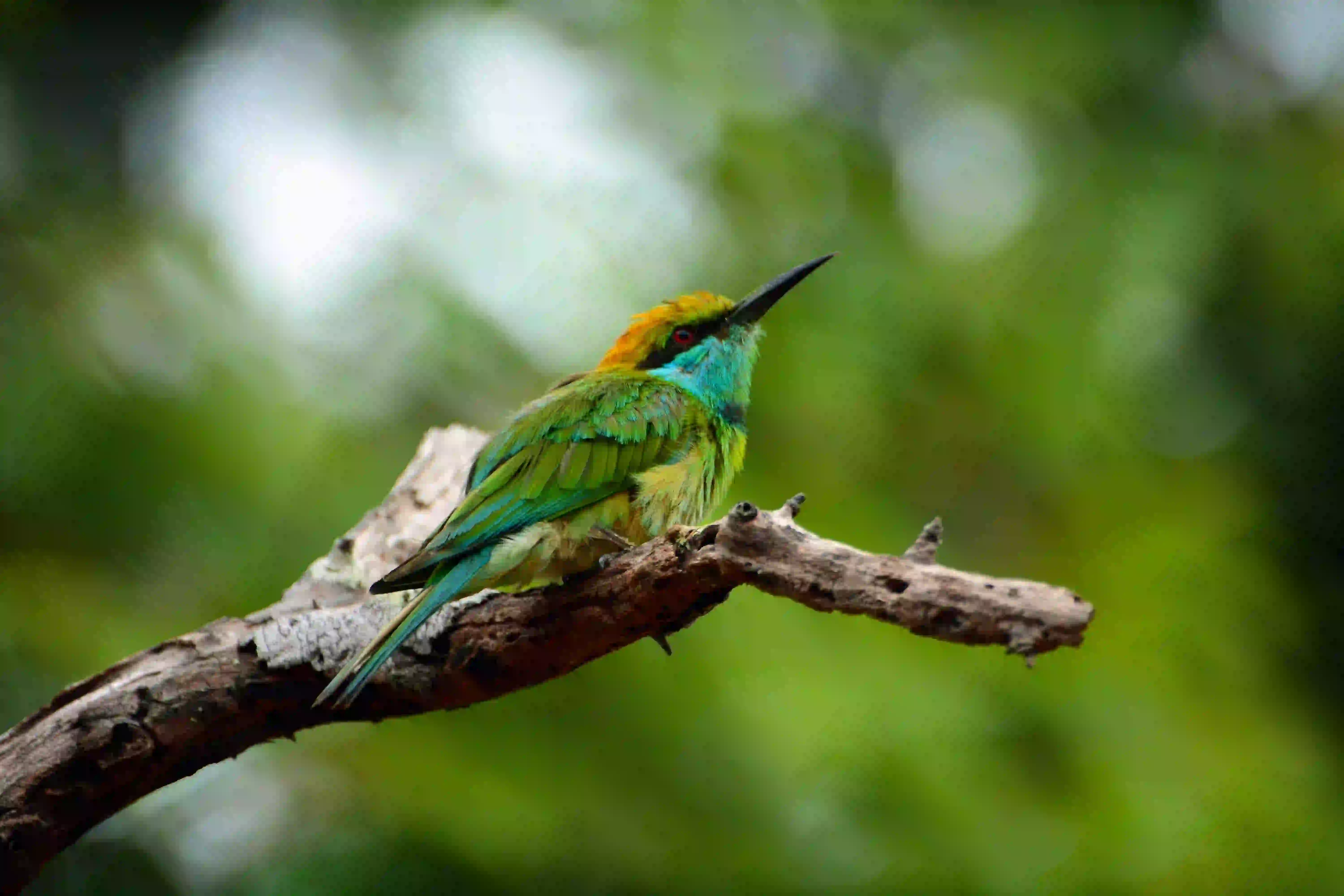 Green bee-eater bird perched on a branch in Sri Lanka