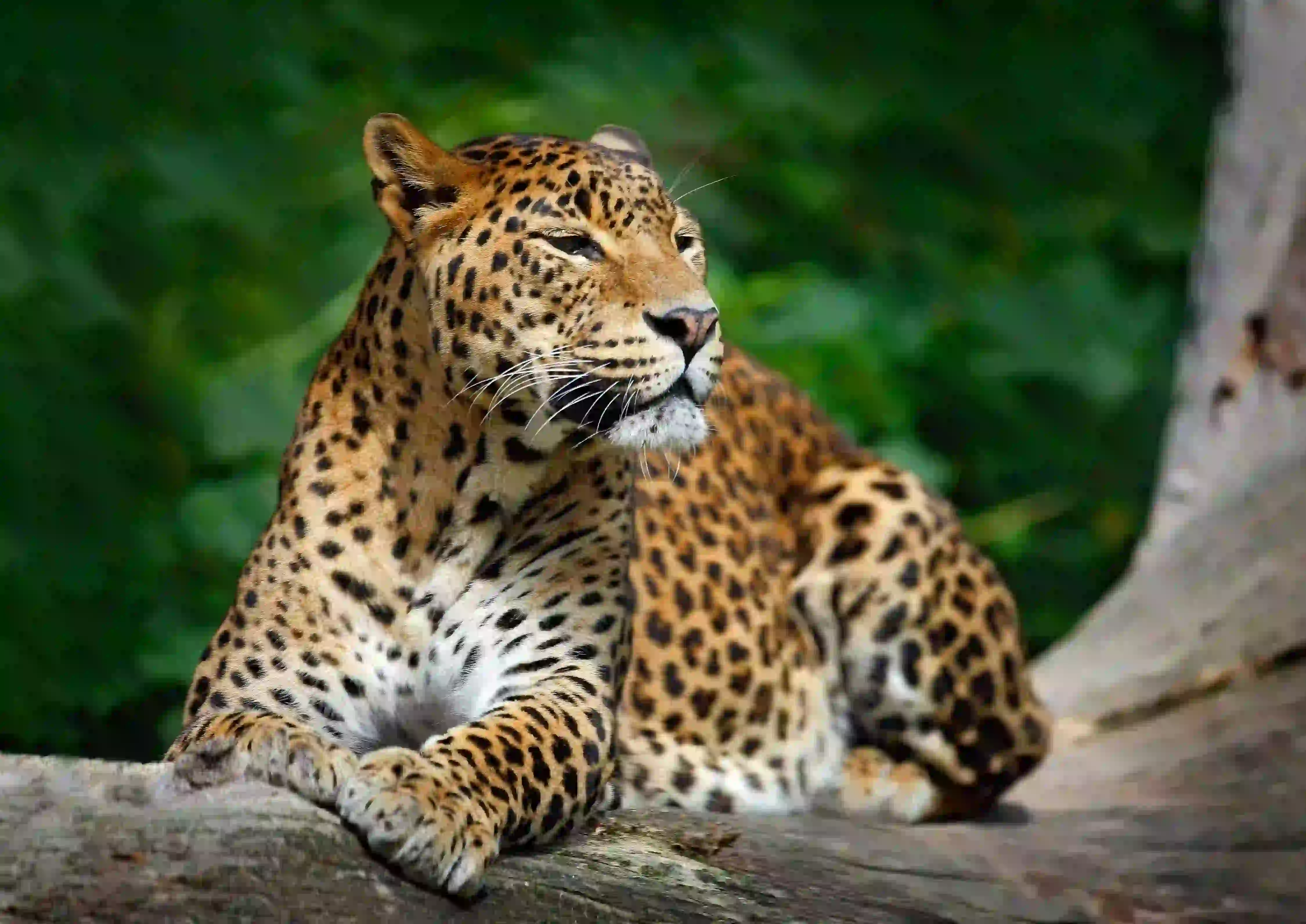 Sri Lanka Explorer - Travel King Sri Lanka