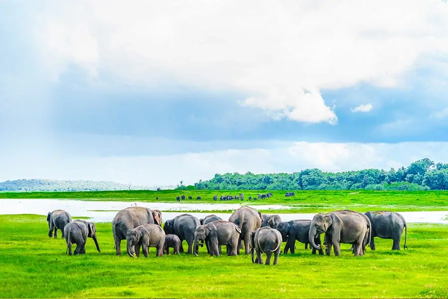 Spannende Dschungelsafari im Kaudulla-Nationalpark – Perfekte Reisezeit Sri Lanka nutzen