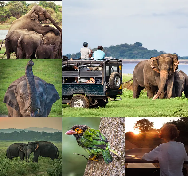 Elefantensafari im Minneriya-Nationalpark – Highlight auf einer Sri Lanka Individualreisen Tour