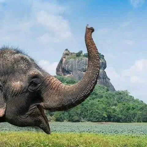 Historische Lustgärten unterhalb des Sigiriya-Löwenfelsens beim Urlaub in Sri Lanka besichtigen